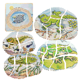 17053 Beleduc Five Layer Puzzle Frog