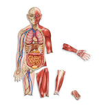LER6044 Learning Resources Double-Sided Magnetic Human Body